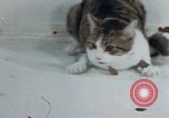Image of behavior of cats United States USA, 1957, second 56 stock footage video 65675047220