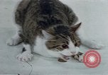 Image of behavior of cats United States USA, 1957, second 57 stock footage video 65675047220