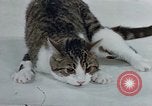 Image of behavior of cats United States USA, 1957, second 58 stock footage video 65675047220