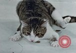 Image of behavior of cats United States USA, 1957, second 59 stock footage video 65675047220
