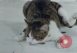 Image of behavior of cats United States USA, 1957, second 60 stock footage video 65675047220