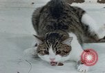 Image of behavior of cats United States USA, 1957, second 61 stock footage video 65675047220