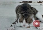 Image of behavior of cats United States USA, 1957, second 62 stock footage video 65675047220