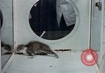 Image of behavior of cats United States USA, 1957, second 11 stock footage video 65675047221