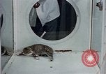 Image of behavior of cats United States USA, 1957, second 12 stock footage video 65675047221