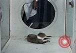 Image of behavior of cats United States USA, 1957, second 13 stock footage video 65675047221