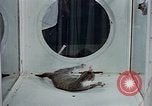 Image of behavior of cats United States USA, 1957, second 14 stock footage video 65675047221