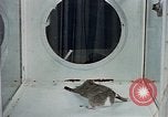 Image of behavior of cats United States USA, 1957, second 15 stock footage video 65675047221