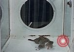 Image of behavior of cats United States USA, 1957, second 16 stock footage video 65675047221