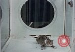 Image of behavior of cats United States USA, 1957, second 17 stock footage video 65675047221
