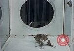 Image of behavior of cats United States USA, 1957, second 18 stock footage video 65675047221