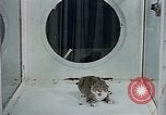 Image of behavior of cats United States USA, 1957, second 19 stock footage video 65675047221