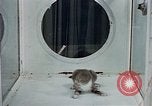 Image of behavior of cats United States USA, 1957, second 20 stock footage video 65675047221