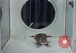 Image of behavior of cats United States USA, 1957, second 22 stock footage video 65675047221
