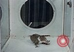 Image of behavior of cats United States USA, 1957, second 23 stock footage video 65675047221