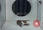 Image of behavior of cats United States USA, 1957, second 24 stock footage video 65675047221