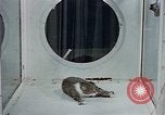 Image of behavior of cats United States USA, 1957, second 25 stock footage video 65675047221