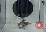 Image of behavior of cats United States USA, 1957, second 26 stock footage video 65675047221