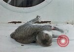 Image of behavior of cats United States USA, 1957, second 27 stock footage video 65675047221