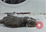Image of behavior of cats United States USA, 1957, second 28 stock footage video 65675047221