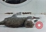 Image of behavior of cats United States USA, 1957, second 29 stock footage video 65675047221