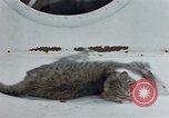 Image of behavior of cats United States USA, 1957, second 30 stock footage video 65675047221