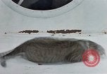 Image of behavior of cats United States USA, 1957, second 31 stock footage video 65675047221