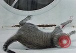 Image of behavior of cats United States USA, 1957, second 32 stock footage video 65675047221
