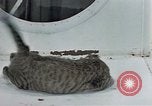 Image of behavior of cats United States USA, 1957, second 33 stock footage video 65675047221
