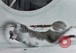 Image of behavior of cats United States USA, 1957, second 34 stock footage video 65675047221