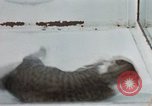 Image of behavior of cats United States USA, 1957, second 36 stock footage video 65675047221