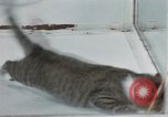 Image of behavior of cats United States USA, 1957, second 37 stock footage video 65675047221
