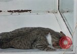 Image of behavior of cats United States USA, 1957, second 38 stock footage video 65675047221
