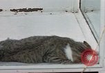 Image of behavior of cats United States USA, 1957, second 39 stock footage video 65675047221