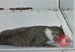 Image of behavior of cats United States USA, 1957, second 40 stock footage video 65675047221