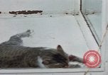 Image of behavior of cats United States USA, 1957, second 41 stock footage video 65675047221