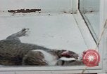 Image of behavior of cats United States USA, 1957, second 42 stock footage video 65675047221