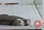 Image of behavior of cats United States USA, 1957, second 43 stock footage video 65675047221
