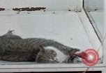 Image of behavior of cats United States USA, 1957, second 44 stock footage video 65675047221