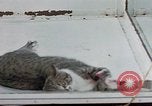 Image of behavior of cats United States USA, 1957, second 45 stock footage video 65675047221
