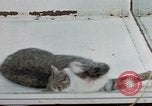 Image of behavior of cats United States USA, 1957, second 46 stock footage video 65675047221