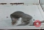Image of behavior of cats United States USA, 1957, second 47 stock footage video 65675047221