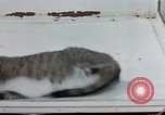 Image of behavior of cats United States USA, 1957, second 48 stock footage video 65675047221