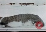 Image of behavior of cats United States USA, 1957, second 49 stock footage video 65675047221