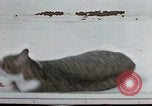Image of behavior of cats United States USA, 1957, second 50 stock footage video 65675047221