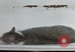 Image of behavior of cats United States USA, 1957, second 51 stock footage video 65675047221
