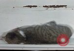 Image of behavior of cats United States USA, 1957, second 52 stock footage video 65675047221
