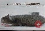 Image of behavior of cats United States USA, 1957, second 53 stock footage video 65675047221