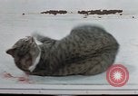 Image of behavior of cats United States USA, 1957, second 54 stock footage video 65675047221