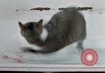 Image of behavior of cats United States USA, 1957, second 55 stock footage video 65675047221